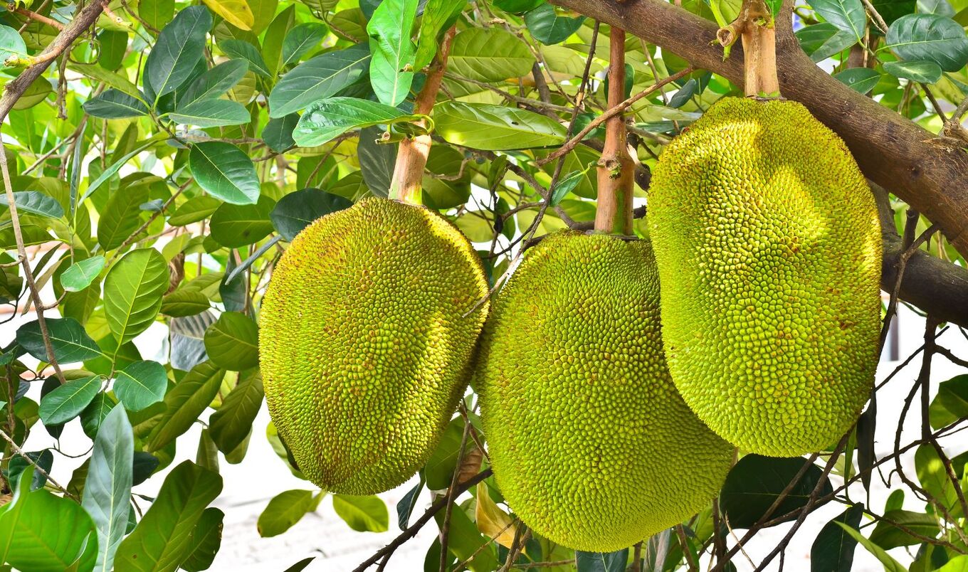jackfruit on tree