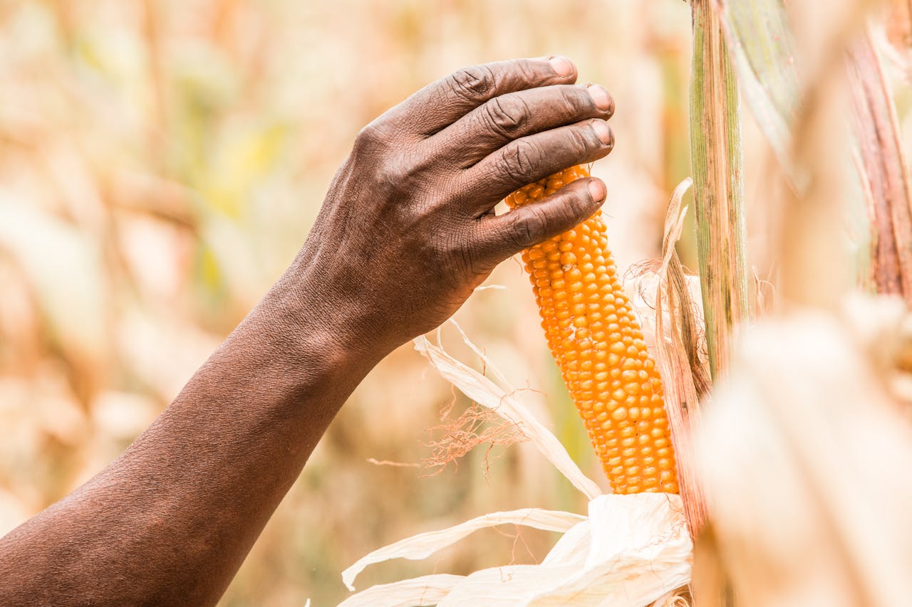 person reaches for corn in field
