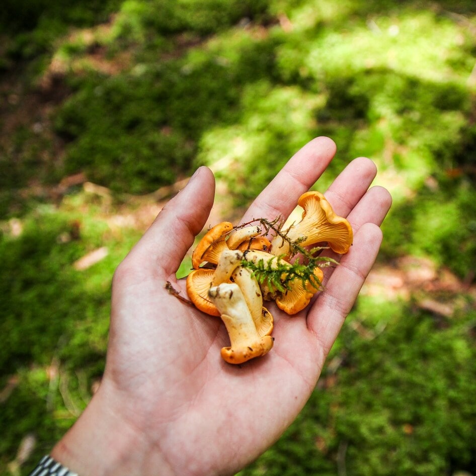 How to Reap the Benefits of Foraging Safely and Sustainably, According to an Expert