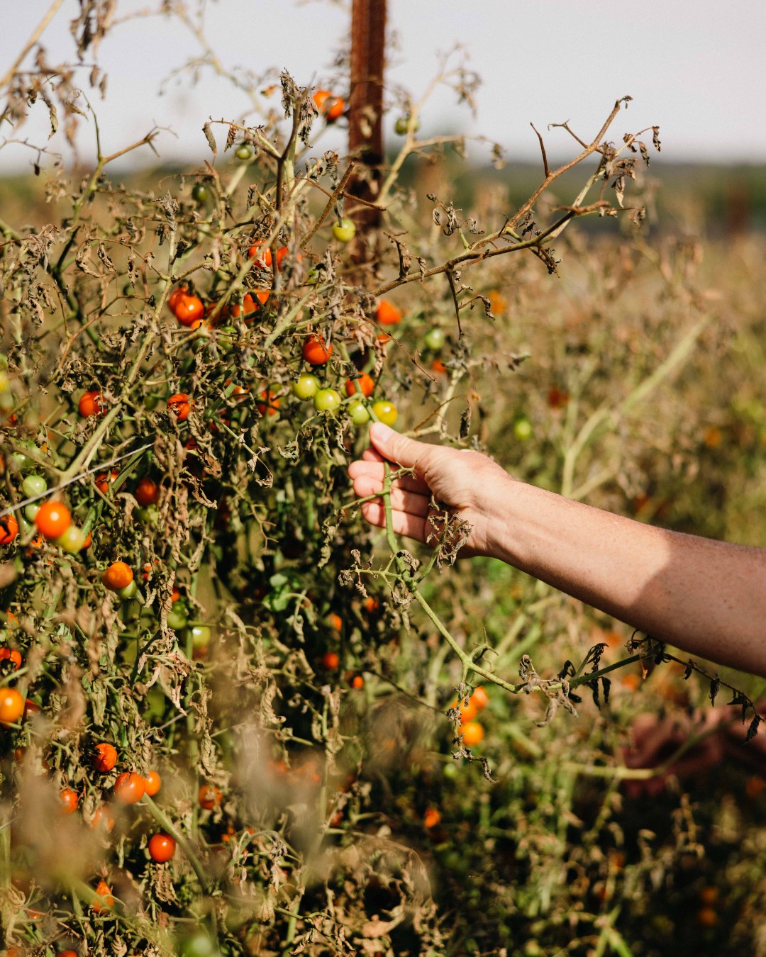 picking tomatoes
