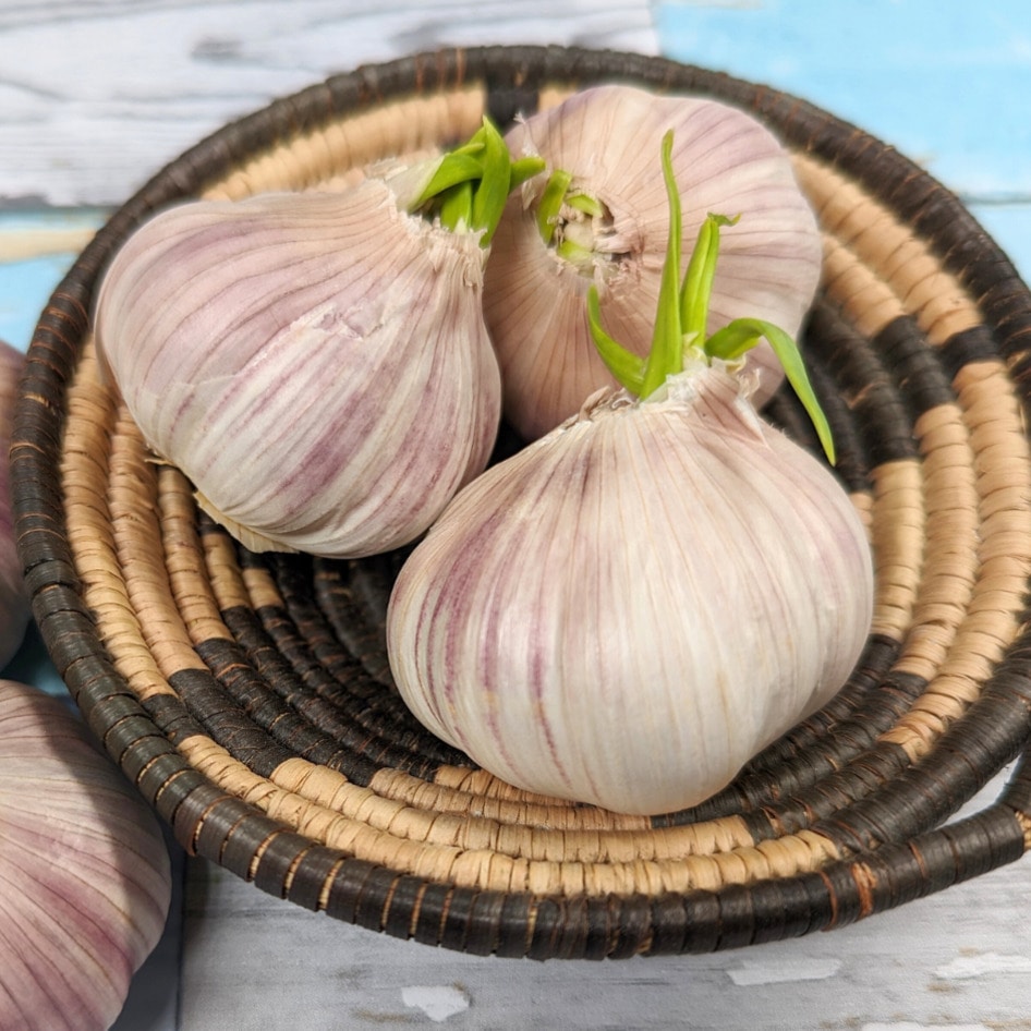 Is Sprouted Garlic Safe to Eat? And How Do You Prevent It from Sprouting in the First Place?