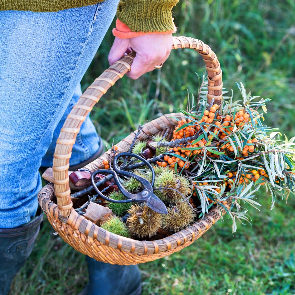In the Face of Crisis, These Herbalists Say the Future of Food Is Wild