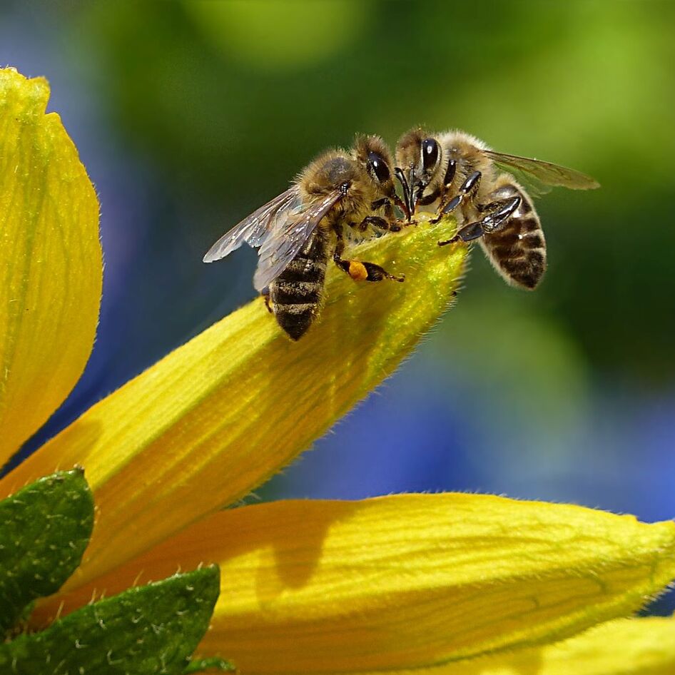 Can a Bottle of Vinegar Save the Bees? Bragg’s Bee-Focused Pivot Is a Lesson in Climate Stewardship 