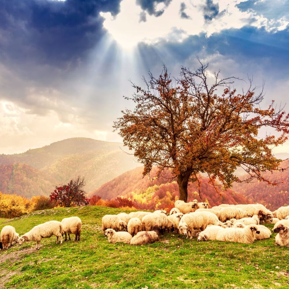 PETA Rewrites the Bible With ChatGPT: ‘A Loving God Would Never Endorse Exploitation’ 